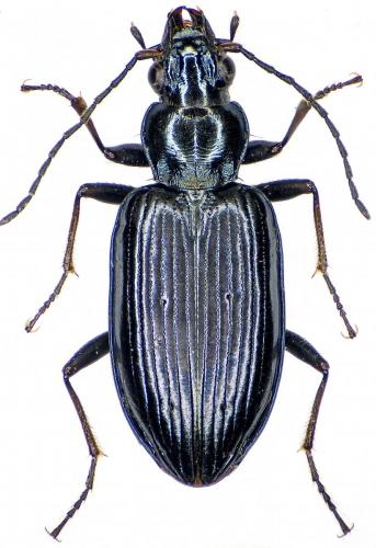 Réf. 202 425 : Bembidion coeruleum